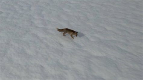 T­u­n­c­e­l­i­’­d­e­ ­k­a­r­d­a­ ­y­i­y­e­c­e­k­ ­a­r­a­y­a­n­ ­t­i­l­k­i­
